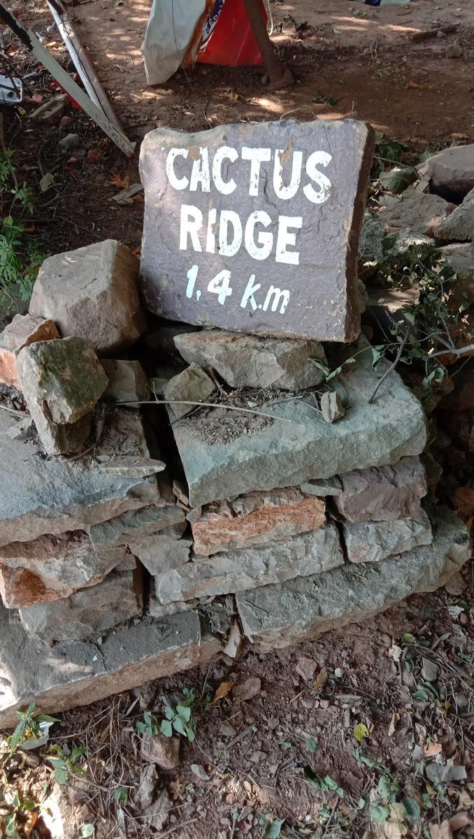 Cactus Ridge Trail - Photo 3