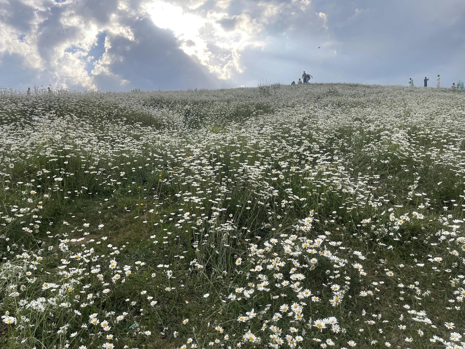 Mushkpuri Top - Photo 4