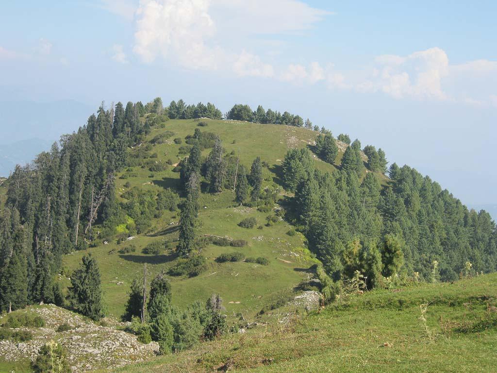 Mushkpuri Top - Photo 6