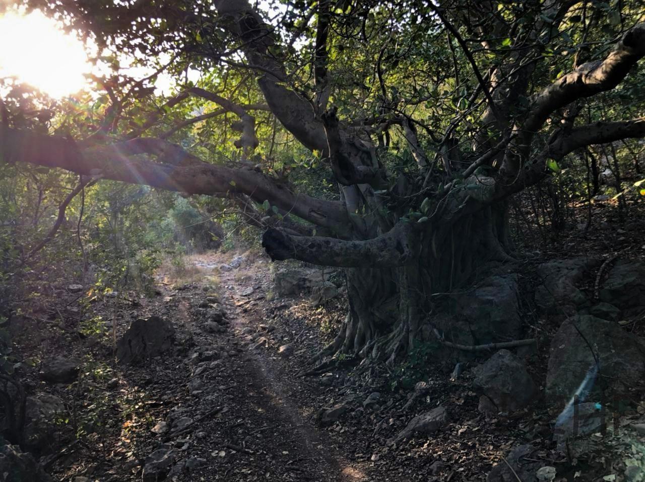 Trail 1 - Photo 4