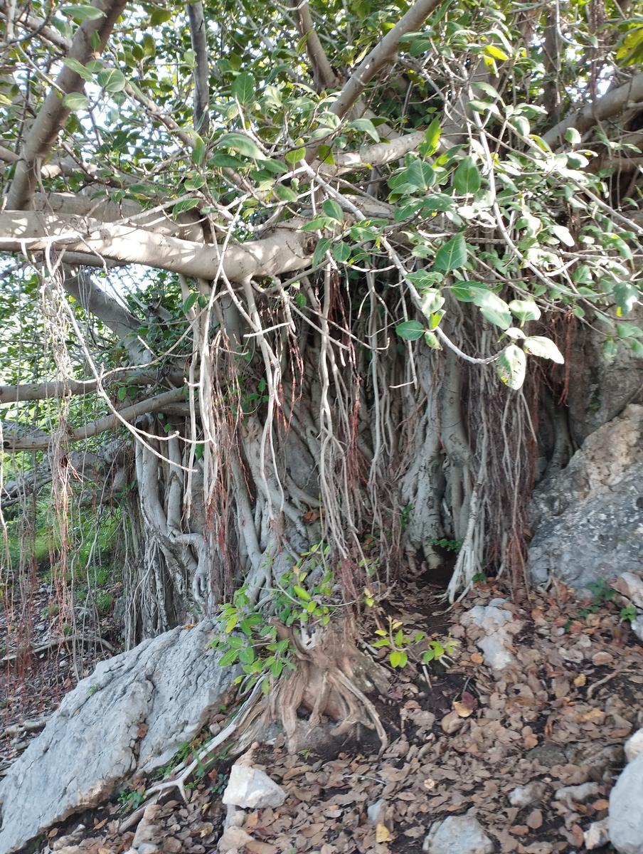 Trail 7 - Photo 4